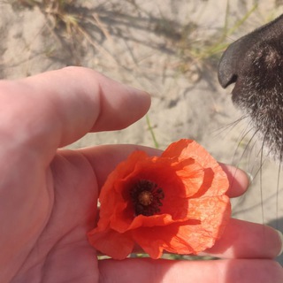 Поэзия и проза