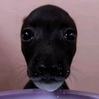 @PomerPomer