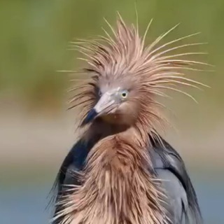@Poryshko