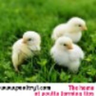 Poultry farming Africa