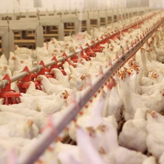 @poultryfarms