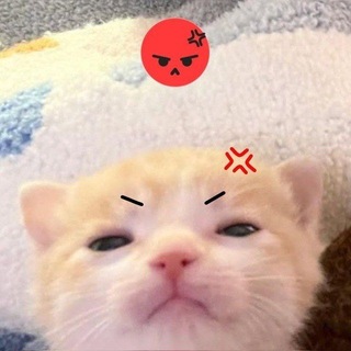@priKITTYw