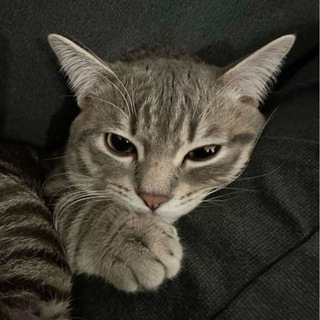 @privehelp