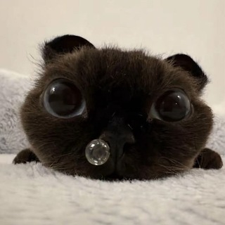 @pupp33