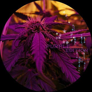 PurpleEditionNew [Waiting Area]