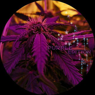 PurpleEdition |Backup|