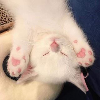 @qblusses11