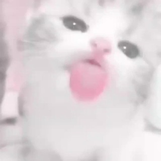 @qkyahh