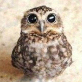 @QLOQ_YO