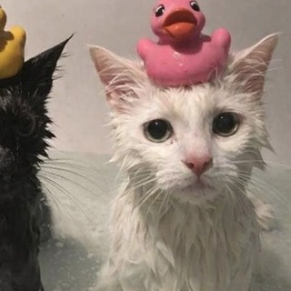 @qqww4rrt
