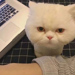 @qt88