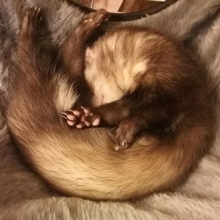 @r_Ferrets