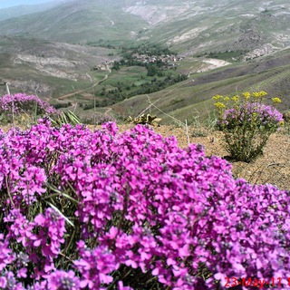 بهشت طارم ( رزان