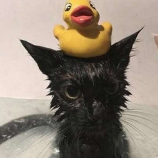 @Rogksi