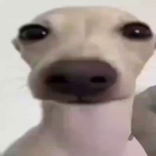 @ronipepperonii