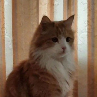 @ryzhy_cat_oficial