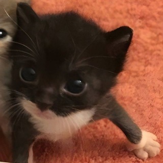 @S00114g