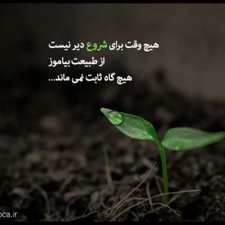 feyzi