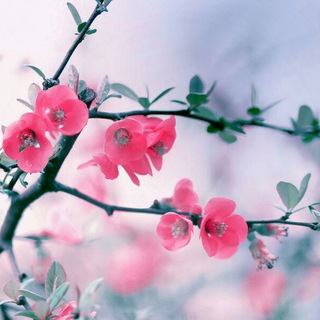 🌸شکوفایی🌸