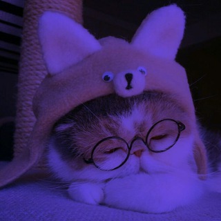 @salmaamahmood