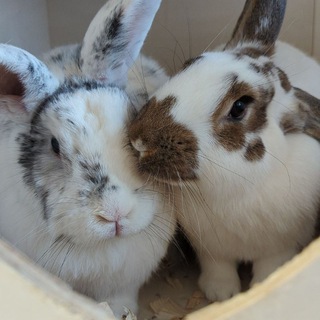 san9's bunposting🕊️