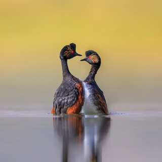 sasan photography