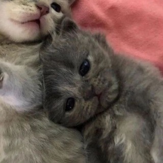 @SashaRomanov52