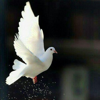 صدای همدلی