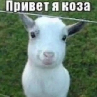 @sent1mental1ty