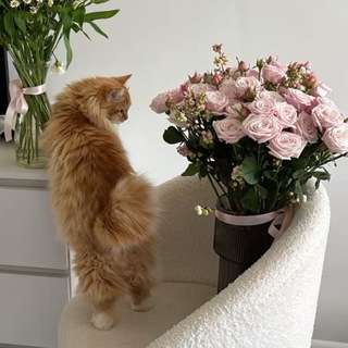 @shahad77diah