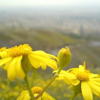 @shahraneman