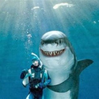 @SHARKCOOKK