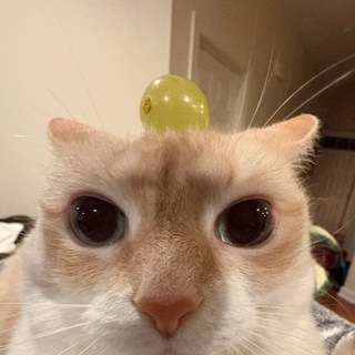 @shhoppu