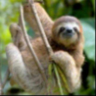 slothsnest