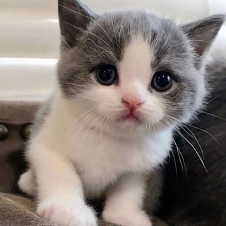 @softcatj