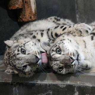 @Spendal_45