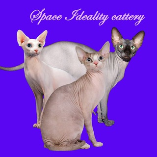 Сфинксы Sphynxspace Питомник сфинксов Sphynx Cats