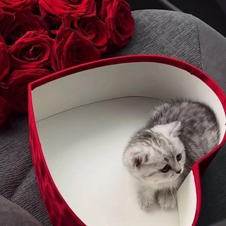 @ssum1kaa_o6