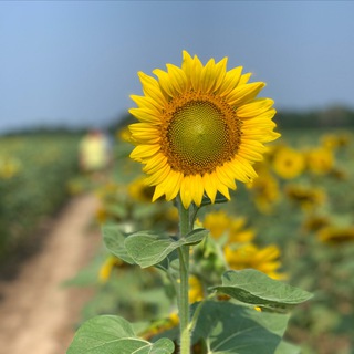 @sunfloweradmin