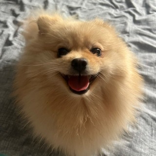 @SVTIRTAEYK