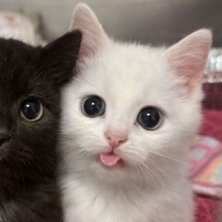 @talkingsh11t