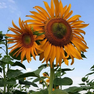 کانال توریور