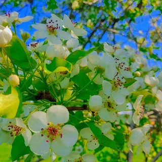 تواندشت نوستالژی