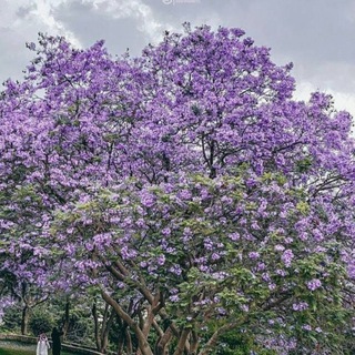 @tcsnu1b