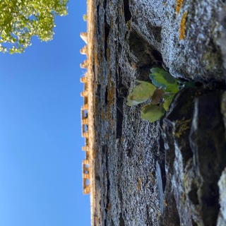 @todocastroverde