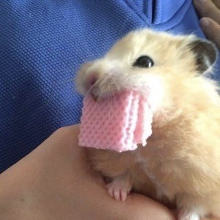 @Tomatooo360