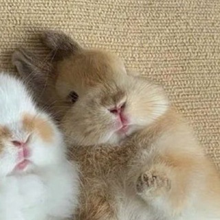 @TRV4_66