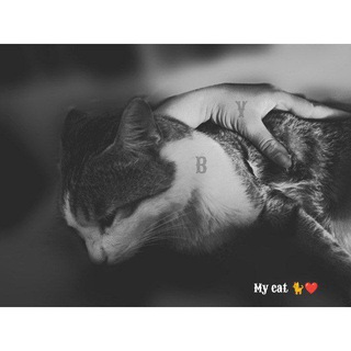 My Cats