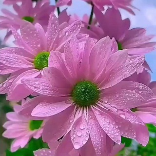 @turk_u_r_m_i_a