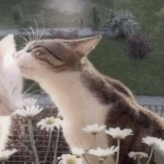 @tw0t1shwn4